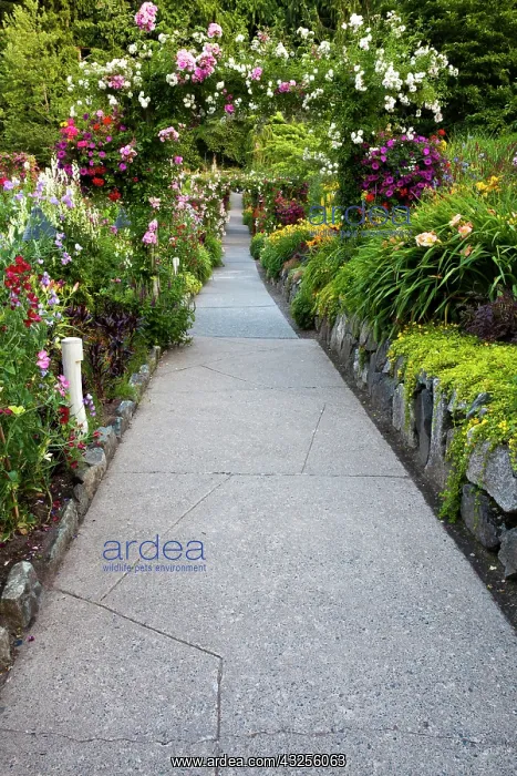  : North America. Canada. BC. Victoria. Rose