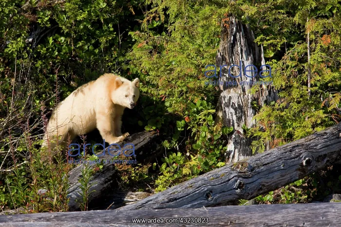: North America, Canada, British Columbia : North America, Canada, British Columbia