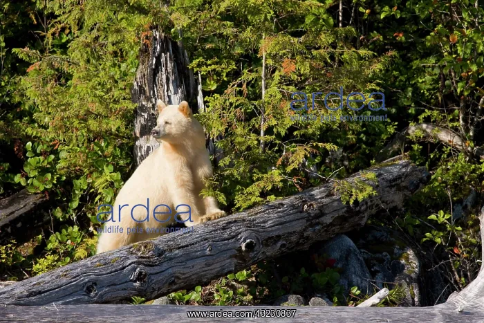 : North America, Canada, British Columbia : North America, Canada, British Columbia