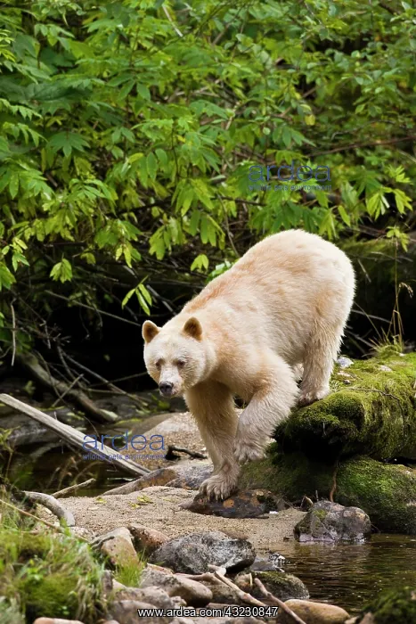 : North America, Canada, British Columbia : North America, Canada, British Columbia