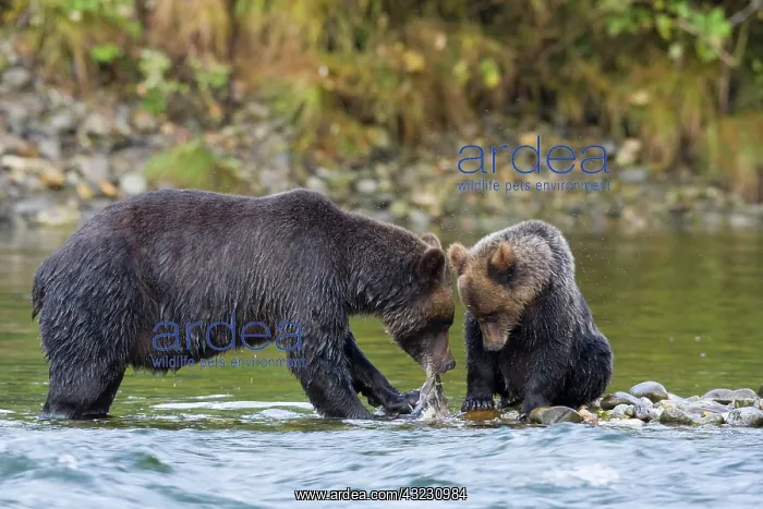 : North America, Canada, British Columbia : North America, Canada, British Columbia