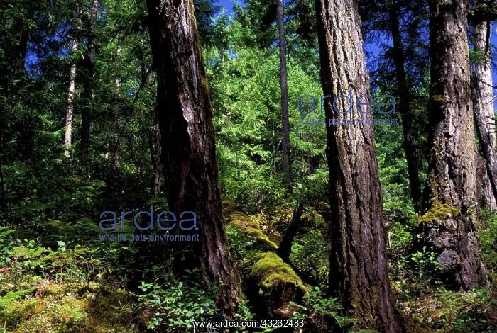 : North America, Canada, British Columbia : North America, Canada, British Columbia