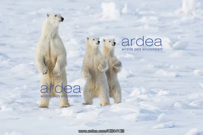 : North America, Canada, Manitoba, Churchill : North America, Canada, Manitoba, Churchill