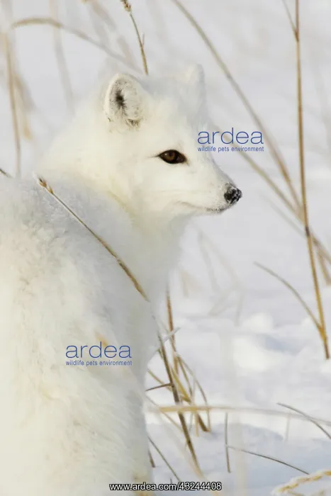 : North America, Canada, Manitoba, Churchill : North America, Canada, Manitoba, Churchill