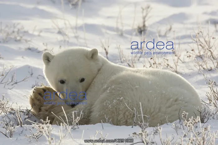 : North America, Canada, Manitoba, Churchill : North America, Canada, Manitoba, Churchill