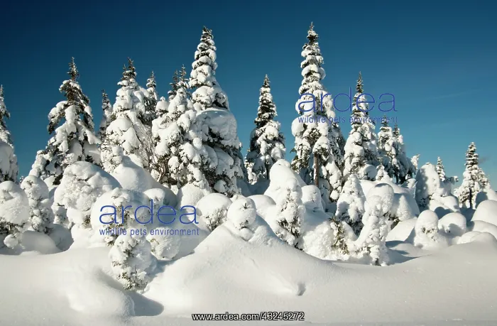 : North America, Canada, Nova Scotia, Cape : North America, Canada, Nova Scotia, Cape