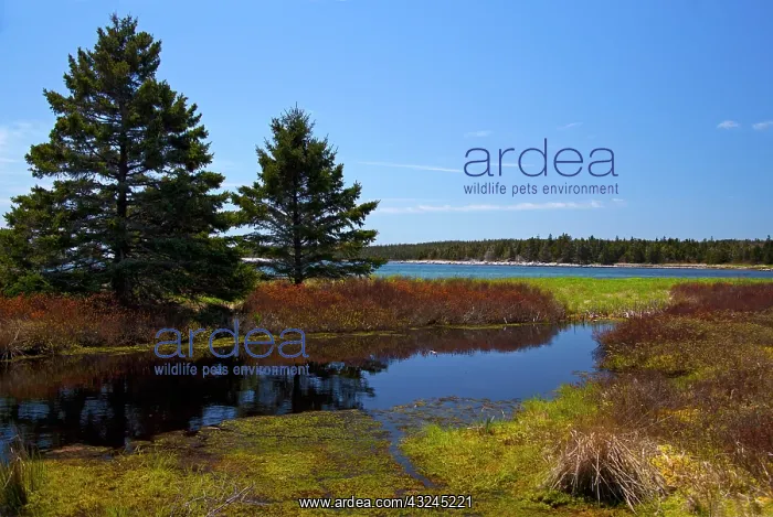: North America, Canada, Nova Scotia, Little : North America, Canada, Nova Scotia, Little
