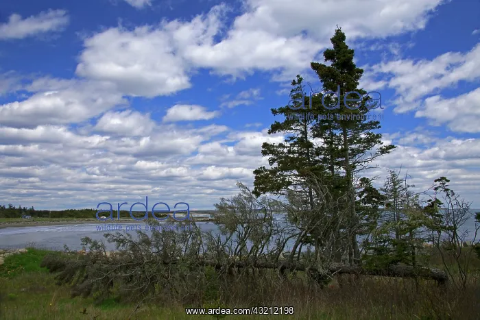 : North America, Canada, Nova Scotia, Martinique : North America, Canada, Nova Scotia, Martinique