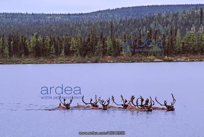 : North America, Canada. Quebec. Woodland caribou : North America, Canada. Quebec. Woodland caribou
