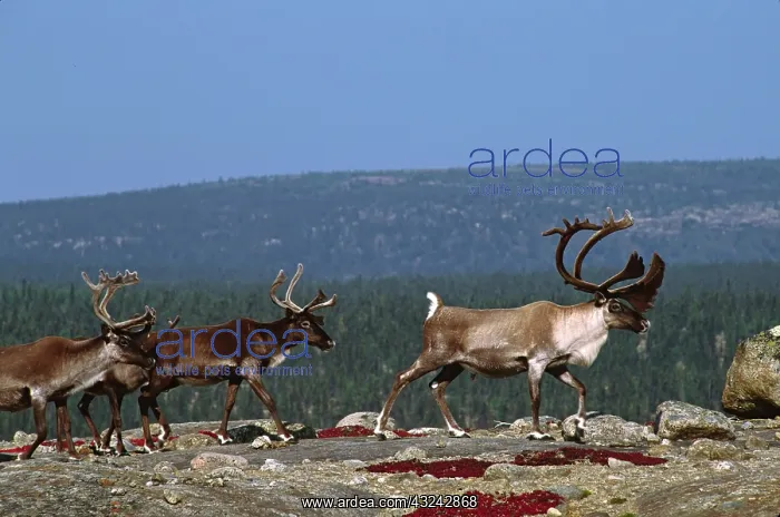 : North America, Canada, Quebec. Woodland caribou : North America, Canada, Quebec. Woodland caribou