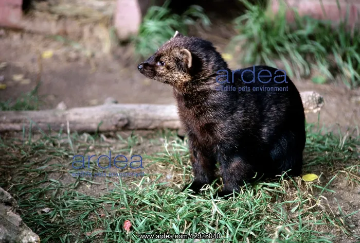 : North America FISHER : North America FISHER