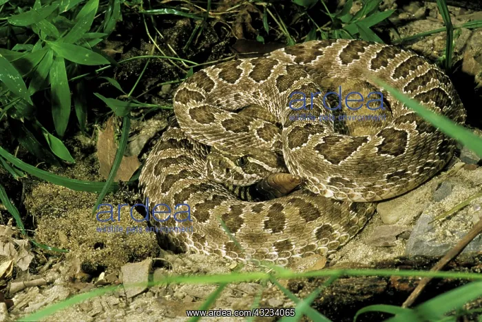 : North America. Prairie Rattlesnake (Crotalus : North America. Prairie Rattlesnake (Crotalus