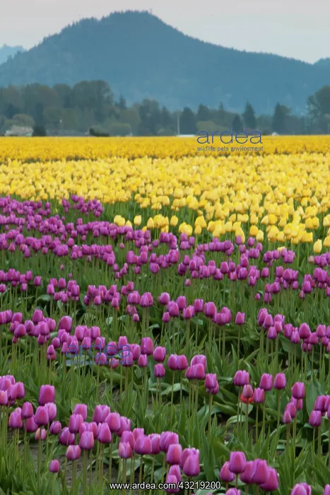 : North America, United States, Washington : North America, United States, Washington