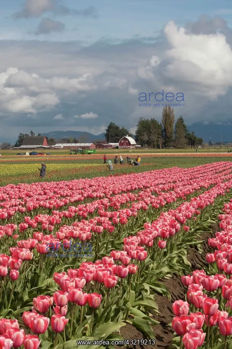 : North America, United States, Washington : North America, United States, Washington