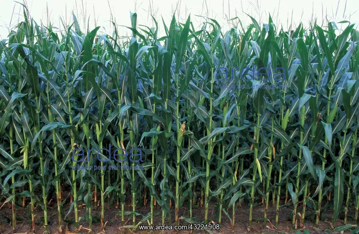 : North America, US, MD, Corn at Chino Farms : North America, US, MD, Corn at Chino Farms