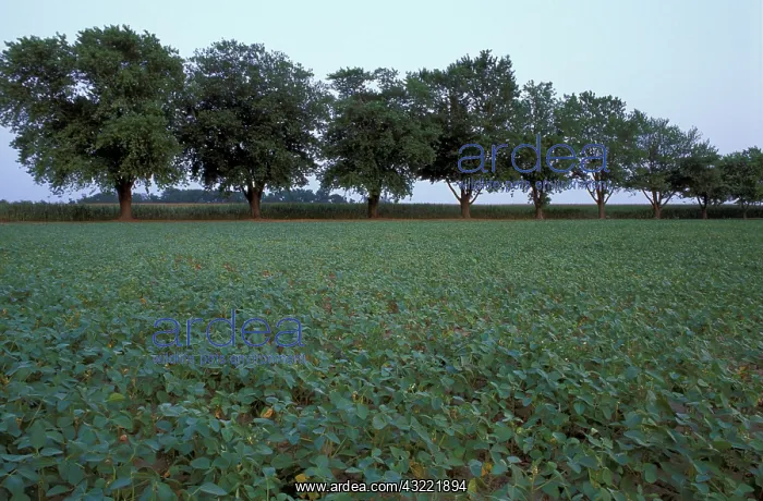 : North America, US, MD, A field of soybeans : North America, US, MD, A field of soybeans