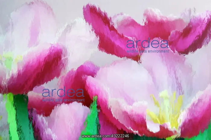 : North America, USA, Florida, Orlando, tulips : North America, USA, Florida, Orlando, tulips