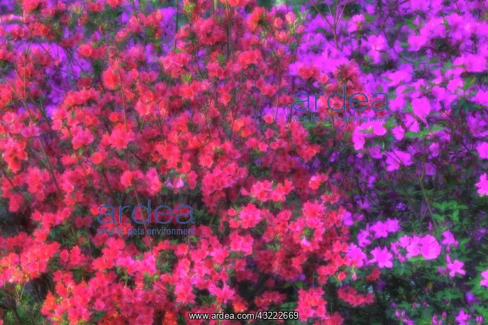 : North America, USA, Georgia, Savannah, Azaleas : North America, USA, Georgia, Savannah, Azaleas