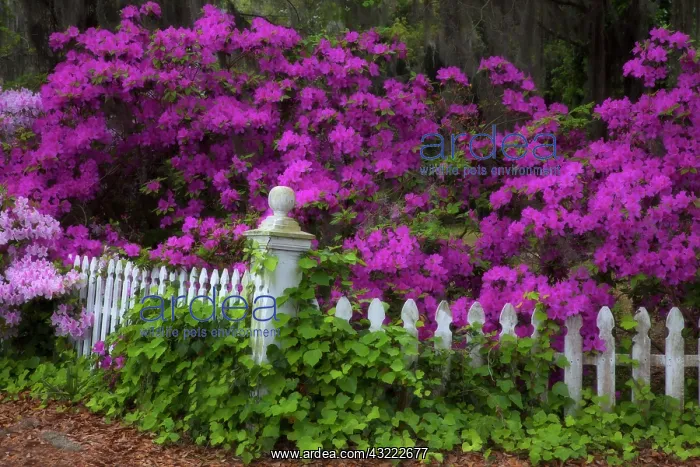 : North America, USA, Georgia, Savannah, Azaleas : North America, USA, Georgia, Savannah, Azaleas