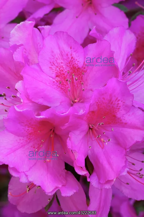 : North America, USA, Georgia, Savannah, Azaleas : North America, USA, Georgia, Savannah, Azaleas