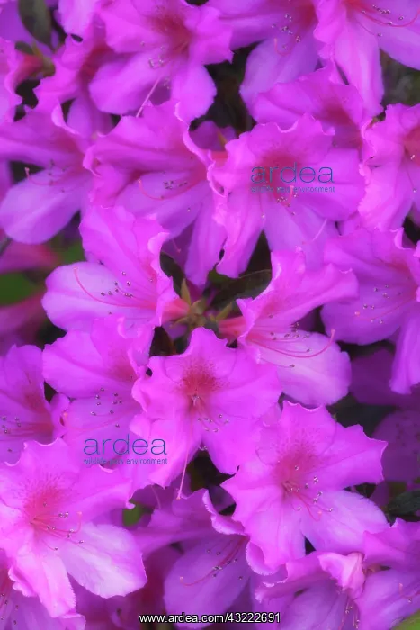 : North America, USA, Georgia, Savannah, Azaleas : North America, USA, Georgia, Savannah, Azaleas