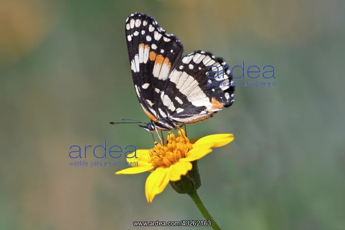 : North America, USA, Texas, Hidalgo Co : North America, USA, Texas, Hidalgo Co
