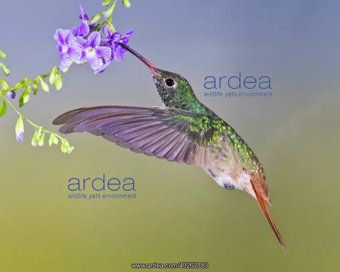 : North America, USA, Texas, Hidalgo Co : North America, USA, Texas, Hidalgo Co