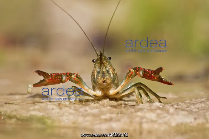 : North America, USA, Texas, Kendall Co : North America, USA, Texas, Kendall Co