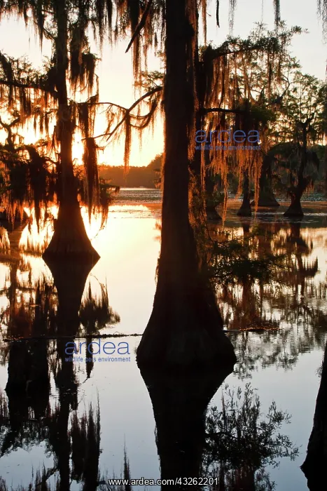 : North America, USA, Texas, Marion Co. Caddo : North America, USA, Texas, Marion Co. Caddo