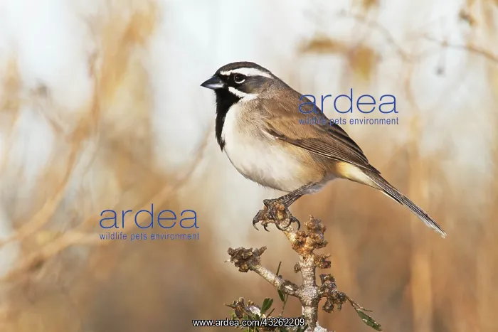 : North America, USA, Texas, Starr Co. Black-throated : North America, USA, Texas, Starr Co. Black-throated