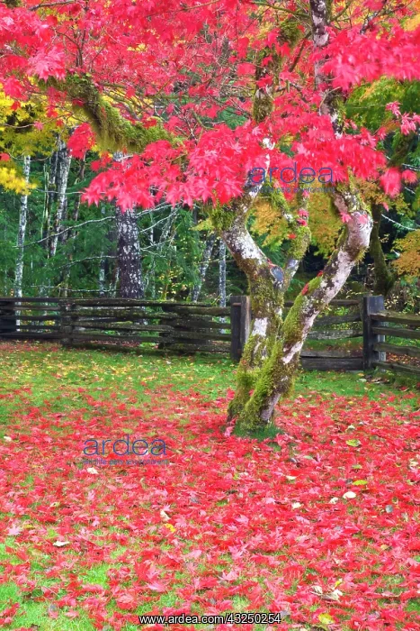 : North America, USA, Washington, Newhalem : North America, USA, Washington, Newhalem