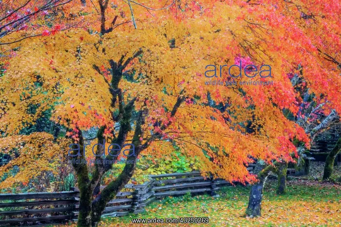 : North America, USA, Washington, Newhalem : North America, USA, Washington, Newhalem