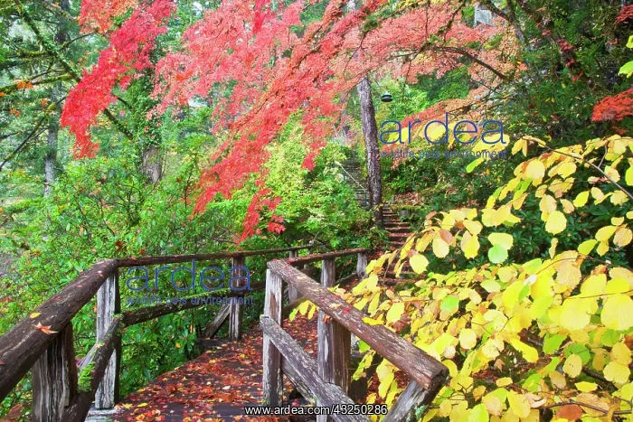 : North America, USA, Washington, Newhalem : North America, USA, Washington, Newhalem