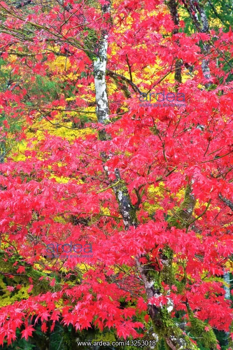 : North America, USA, Washington, Newhalem : North America, USA, Washington, Newhalem