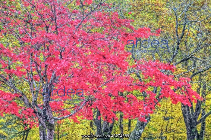 : North America, USA, Washington, Newhalem : North America, USA, Washington, Newhalem