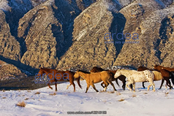 : North America, USA, Wyoming, Shell, Big : North America, USA, Wyoming, Shell, Big