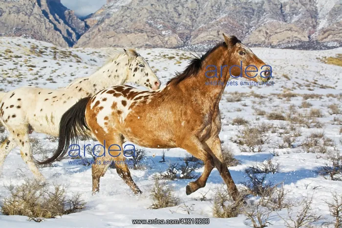  : North America, USA, Wyoming, Shell, Big