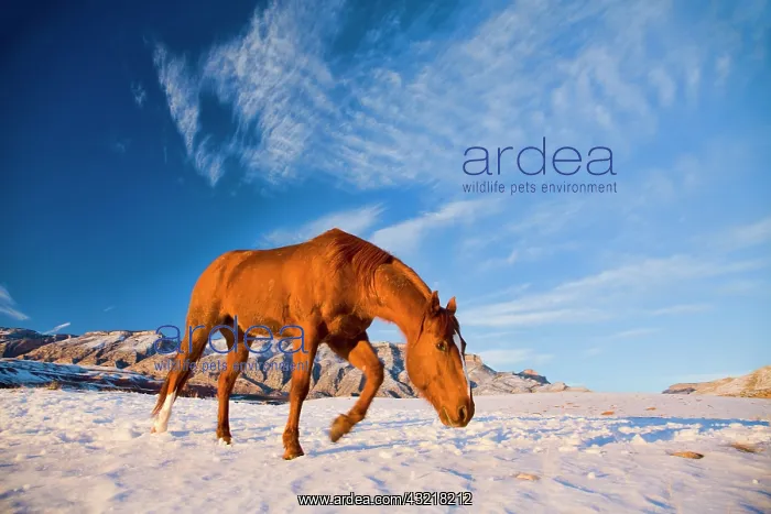 : North America, USA, Wyoming, Shell, Horse : North America, USA, Wyoming, Shell, Horse