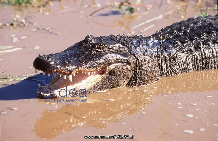 : NORTH AMERICAN ALLIGATOR : NORTH AMERICAN ALLIGATOR