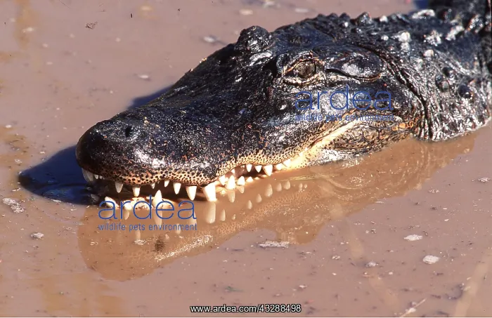 : North American Alligator : North American Alligator