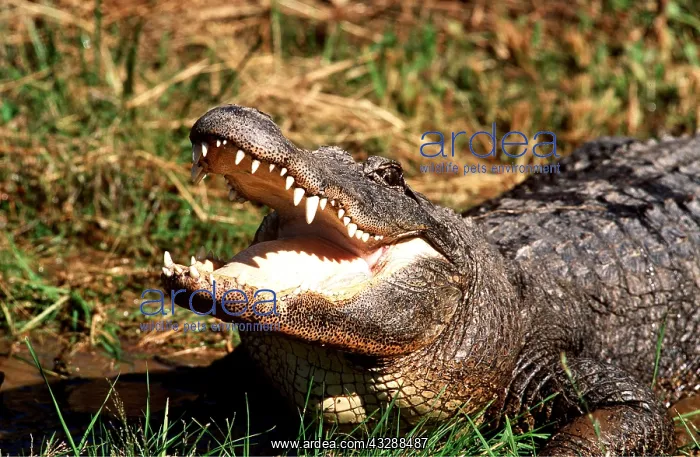 : North American Alligator - mouth open : North American Alligator - mouth open