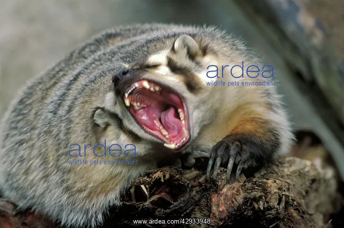 : North American Badger - on tree trunk, snarling : North American Badger - on tree trunk, snarling