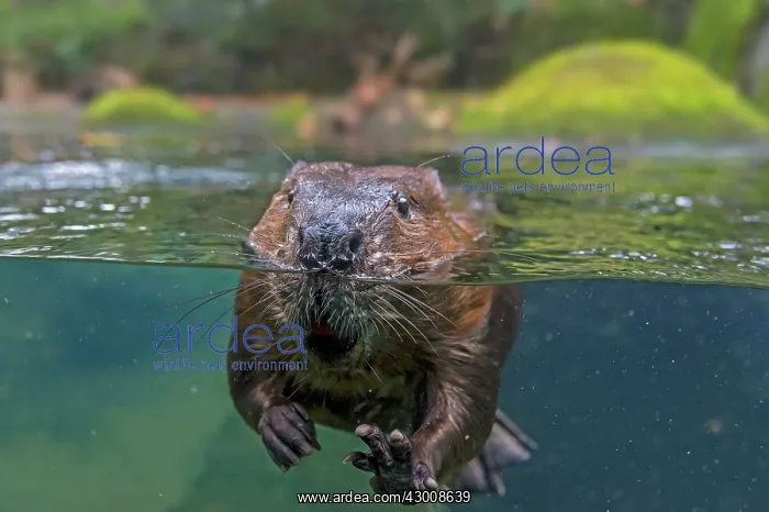 : North American Beaver : North American Beaver