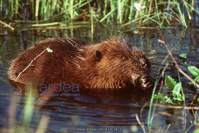 : North American Beaver : North American Beaver