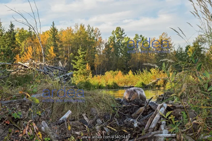 : North American Beaver : North American Beaver