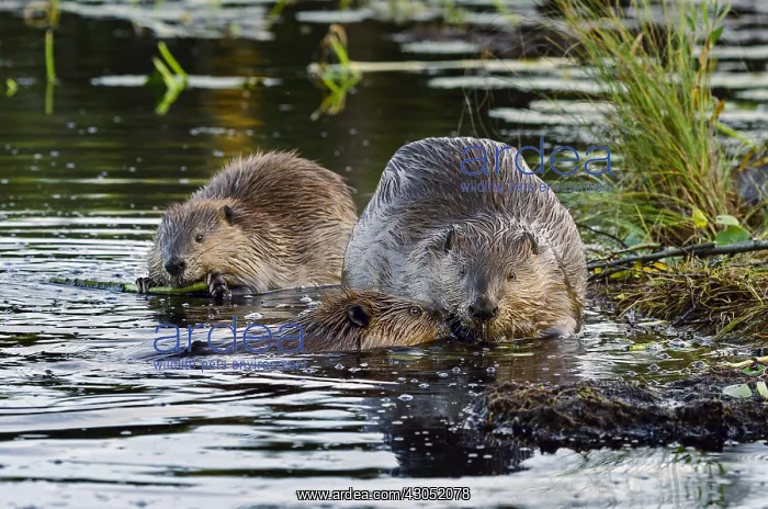 : Three North American Beaver (Castor canadensis) : Three North American Beaver (Castor canadensis)