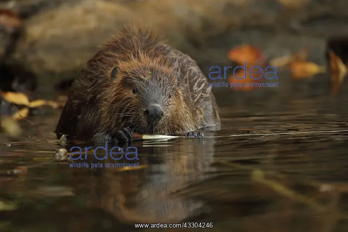 : North American beaver (Castor canadensis), Maryland : North American beaver (Castor canadensis), Maryland
