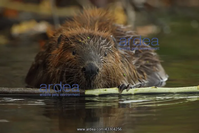 : North American beaver (Castor canadensis), Maryland : North American beaver (Castor canadensis), Maryland