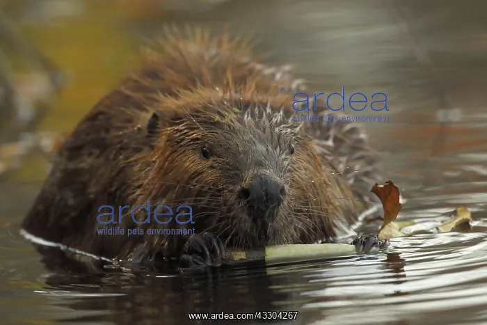: North American beaver (Castor canadensis), Maryland : North American beaver (Castor canadensis), Maryland