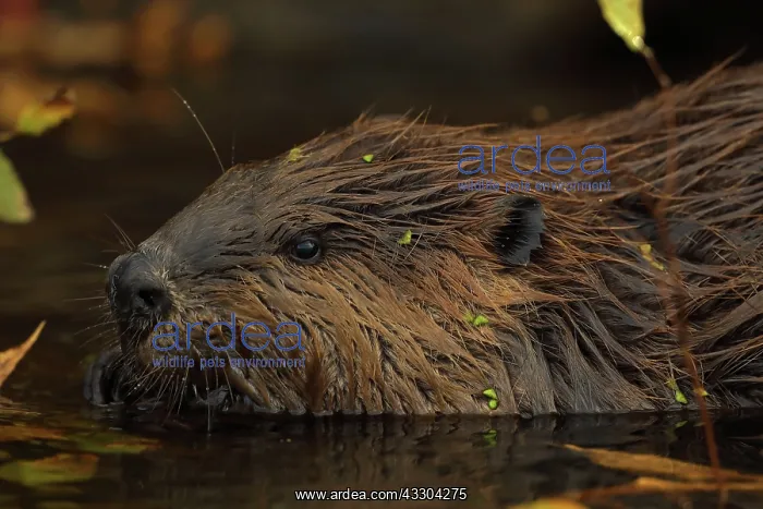 : North American beaver (Castor canadensis), Maryland : North American beaver (Castor canadensis), Maryland